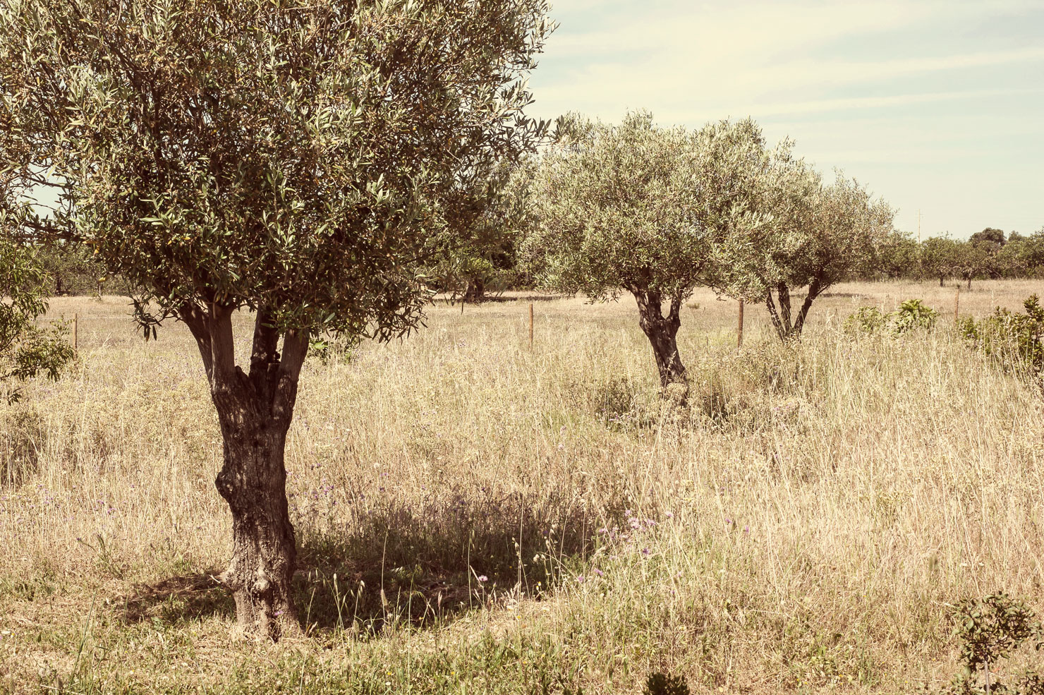Pensão Agrícola — photo 2
